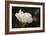 Matilija Blossom I-Rita Crane-Framed Photographic Print