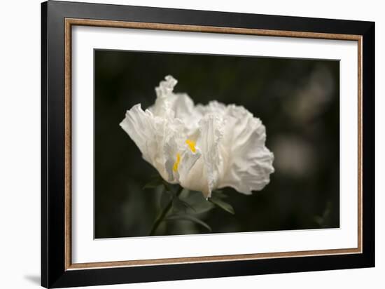 Matilija Blossom I-Rita Crane-Framed Photographic Print