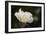 Matilija Blossom I-Rita Crane-Framed Photographic Print