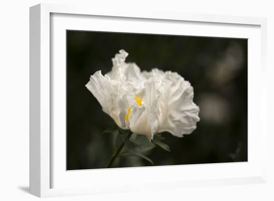 Matilija Blossom I-Rita Crane-Framed Photographic Print