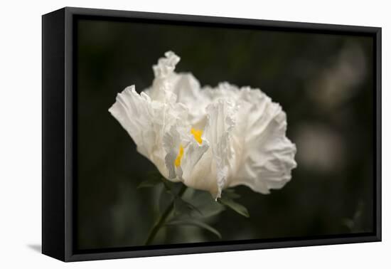 Matilija Blossom I-Rita Crane-Framed Premier Image Canvas