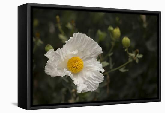 Matilija Melody I-Rita Crane-Framed Premier Image Canvas