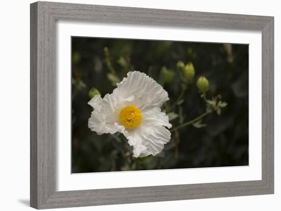 Matilija Melody I-Rita Crane-Framed Photographic Print