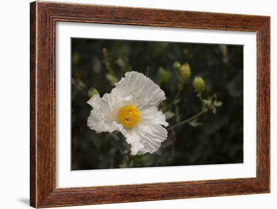 Matilija Melody I-Rita Crane-Framed Photographic Print