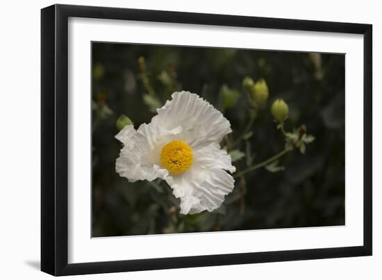 Matilija Melody I-Rita Crane-Framed Photographic Print