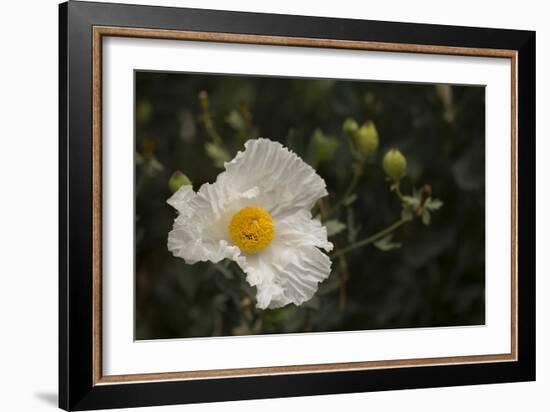 Matilija Melody I-Rita Crane-Framed Photographic Print