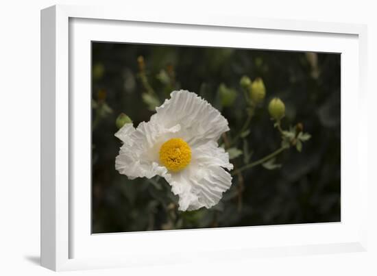 Matilija Melody I-Rita Crane-Framed Photographic Print