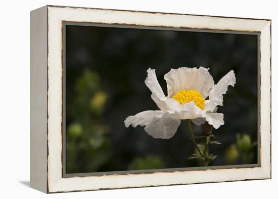 Matilija Melody II-Rita Crane-Framed Premier Image Canvas