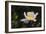 Matilija Melody II-Rita Crane-Framed Photographic Print