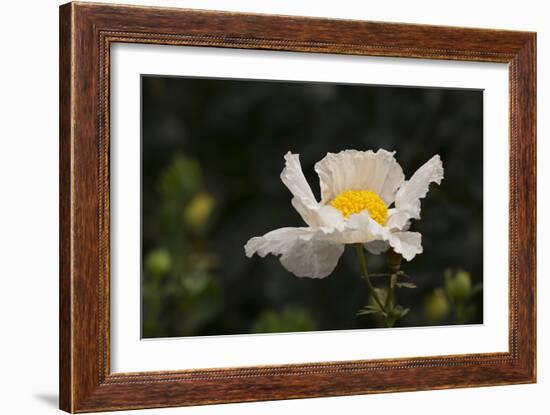 Matilija Melody II-Rita Crane-Framed Photographic Print