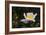 Matilija Melody II-Rita Crane-Framed Photographic Print