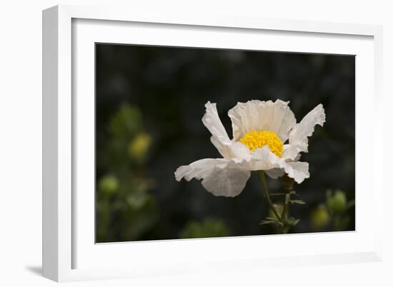 Matilija Melody II-Rita Crane-Framed Photographic Print