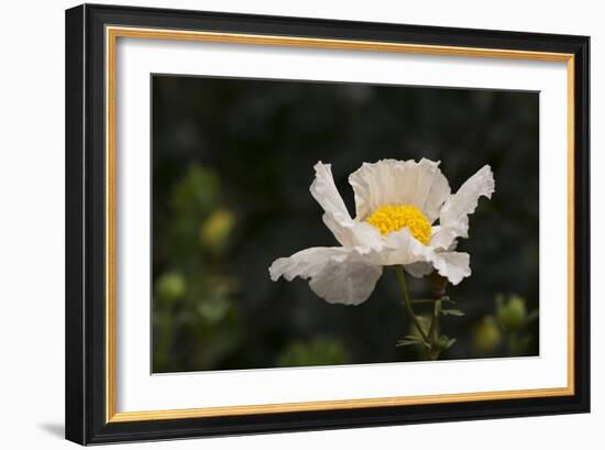 Matilija Melody II-Rita Crane-Framed Photographic Print