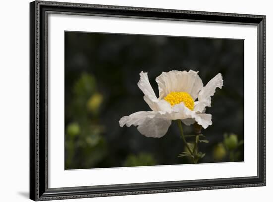 Matilija Melody II-Rita Crane-Framed Photographic Print