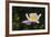 Matilija Melody II-Rita Crane-Framed Photographic Print