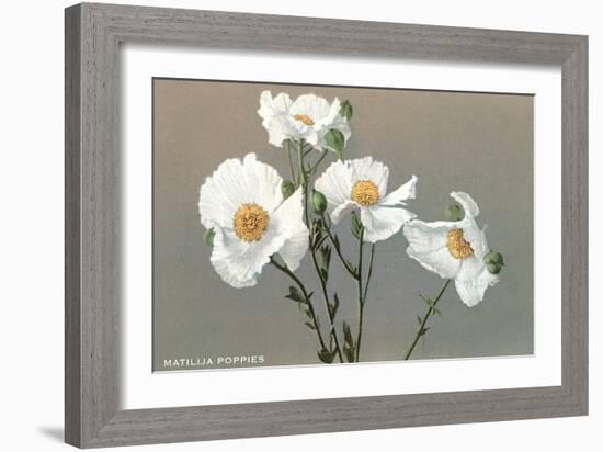 Matilija Poppies-null-Framed Art Print