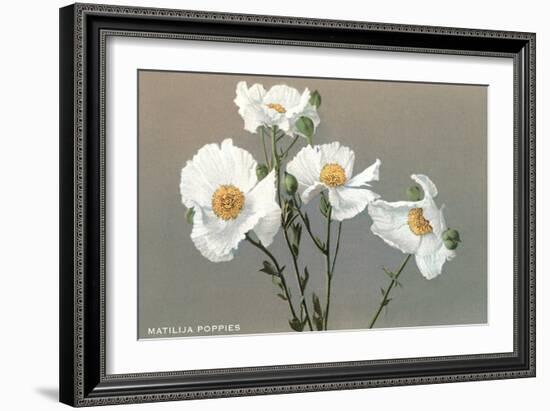 Matilija Poppies-null-Framed Art Print