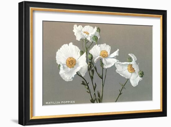 Matilija Poppies-null-Framed Art Print
