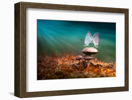 Mating Butterflies on Mushroom with Blue Background and Sunrays-Robby Fakhriannur-Framed Photographic Print