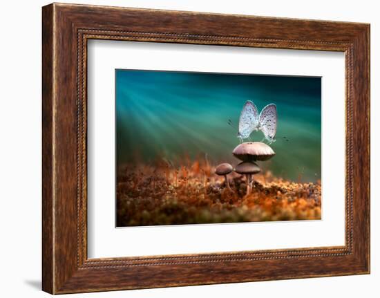 Mating Butterflies on Mushroom with Blue Background and Sunrays-Robby Fakhriannur-Framed Photographic Print