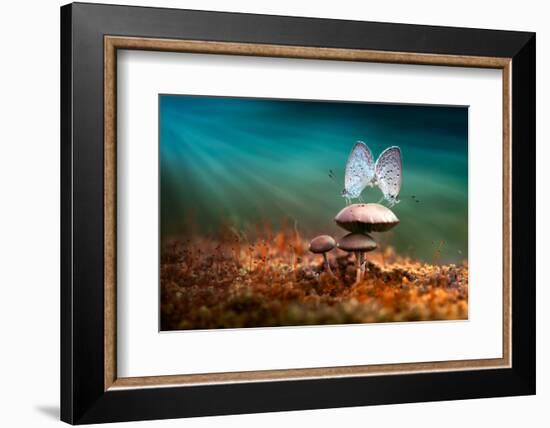 Mating Butterflies on Mushroom with Blue Background and Sunrays-Robby Fakhriannur-Framed Photographic Print