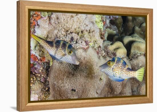 Mating Display by Pair of Wire-Net Filefish (Cantherhines Paradalis), Queensland, Australia-Louise Murray-Framed Premier Image Canvas