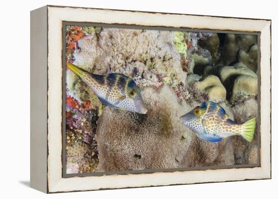 Mating Display by Pair of Wire-Net Filefish (Cantherhines Paradalis), Queensland, Australia-Louise Murray-Framed Premier Image Canvas