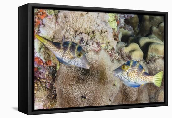 Mating Display by Pair of Wire-Net Filefish (Cantherhines Paradalis), Queensland, Australia-Louise Murray-Framed Premier Image Canvas