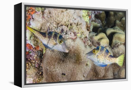 Mating Display by Pair of Wire-Net Filefish (Cantherhines Paradalis), Queensland, Australia-Louise Murray-Framed Premier Image Canvas