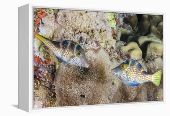 Mating Display by Pair of Wire-Net Filefish (Cantherhines Paradalis), Queensland, Australia-Louise Murray-Framed Premier Image Canvas