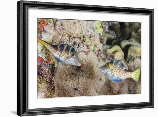 Mating Display by Pair of Wire-Net Filefish (Cantherhines Paradalis), Queensland, Australia-Louise Murray-Framed Photographic Print