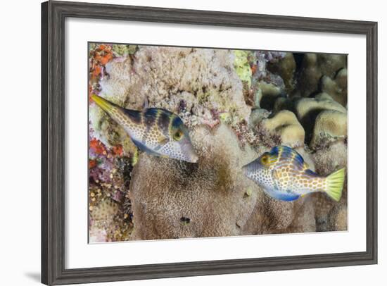 Mating Display by Pair of Wire-Net Filefish (Cantherhines Paradalis), Queensland, Australia-Louise Murray-Framed Photographic Print