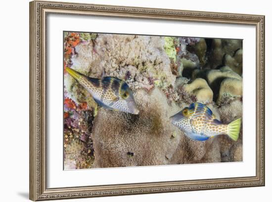 Mating Display by Pair of Wire-Net Filefish (Cantherhines Paradalis), Queensland, Australia-Louise Murray-Framed Photographic Print