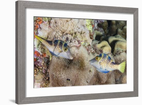 Mating Display by Pair of Wire-Net Filefish (Cantherhines Paradalis), Queensland, Australia-Louise Murray-Framed Photographic Print