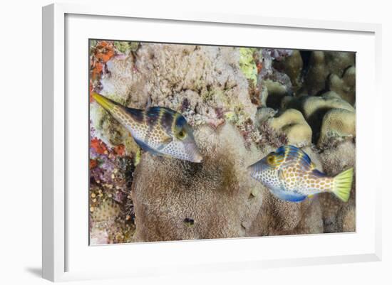 Mating Display by Pair of Wire-Net Filefish (Cantherhines Paradalis), Queensland, Australia-Louise Murray-Framed Photographic Print