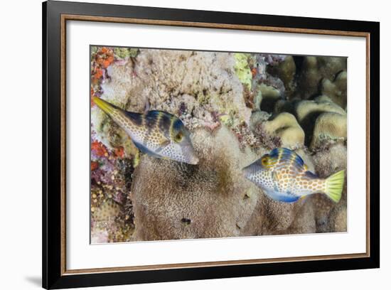 Mating Display by Pair of Wire-Net Filefish (Cantherhines Paradalis), Queensland, Australia-Louise Murray-Framed Photographic Print