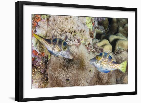 Mating Display by Pair of Wire-Net Filefish (Cantherhines Paradalis), Queensland, Australia-Louise Murray-Framed Photographic Print