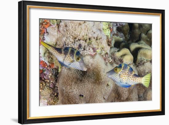 Mating Display by Pair of Wire-Net Filefish (Cantherhines Paradalis), Queensland, Australia-Louise Murray-Framed Photographic Print