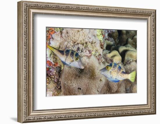 Mating Display by Pair of Wire-Net Filefish (Cantherhines Paradalis), Queensland, Australia-Louise Murray-Framed Photographic Print