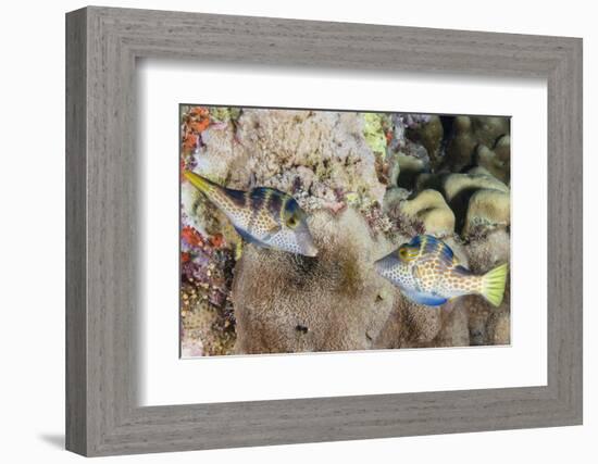 Mating Display by Pair of Wire-Net Filefish (Cantherhines Paradalis), Queensland, Australia-Louise Murray-Framed Photographic Print