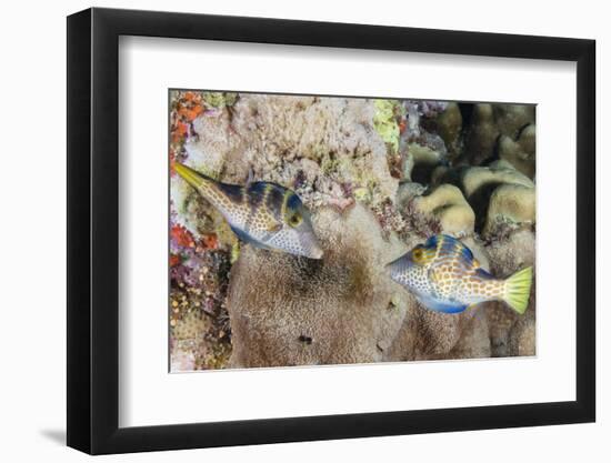 Mating Display by Pair of Wire-Net Filefish (Cantherhines Paradalis), Queensland, Australia-Louise Murray-Framed Photographic Print