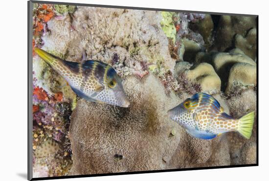 Mating Display by Pair of Wire-Net Filefish (Cantherhines Paradalis), Queensland, Australia-Louise Murray-Mounted Photographic Print