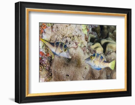 Mating Display by Pair of Wire-Net Filefish (Cantherhines Paradalis), Queensland, Australia-Louise Murray-Framed Photographic Print