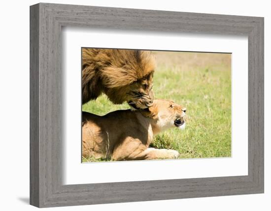 Mating Lions, Masai Mara, Kenya, East Africa, Africa-Karen Deakin-Framed Photographic Print