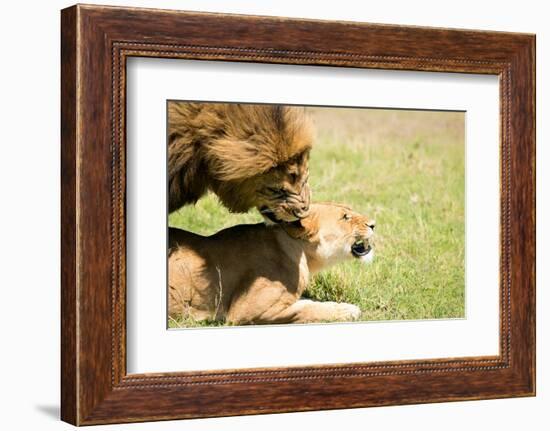 Mating Lions, Masai Mara, Kenya, East Africa, Africa-Karen Deakin-Framed Photographic Print