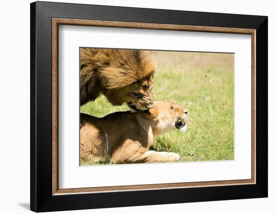 Mating Lions, Masai Mara, Kenya, East Africa, Africa-Karen Deakin-Framed Photographic Print