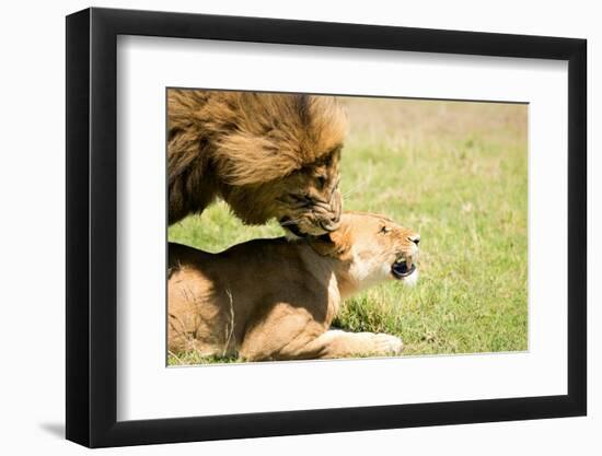 Mating Lions, Masai Mara, Kenya, East Africa, Africa-Karen Deakin-Framed Photographic Print