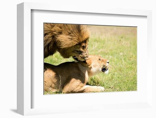 Mating Lions, Masai Mara, Kenya, East Africa, Africa-Karen Deakin-Framed Photographic Print