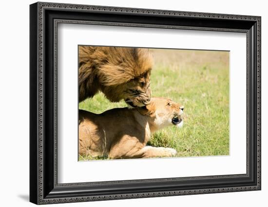 Mating Lions, Masai Mara, Kenya, East Africa, Africa-Karen Deakin-Framed Photographic Print