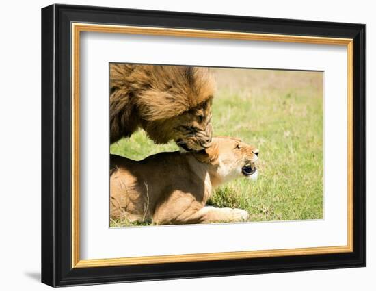 Mating Lions, Masai Mara, Kenya, East Africa, Africa-Karen Deakin-Framed Photographic Print